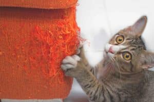 Il tuo gatto graffia mobili e divani e non sai più che come fare? Niente paura, fai questo e tutto andrà meglio gatto graffia divano