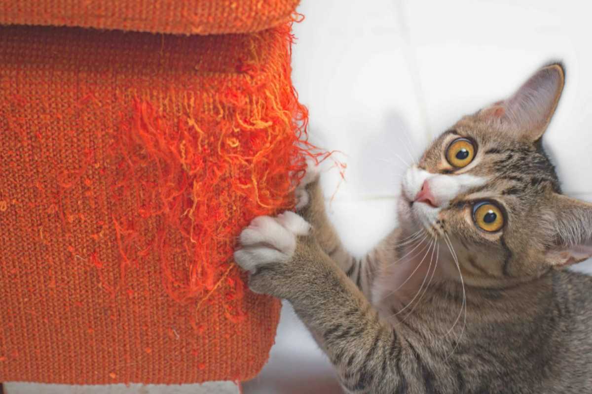 Il tuo gatto graffia mobili e divani e non sai più che come fare? Niente paura, fai questo e tutto andrà meglio gatto graffia divano