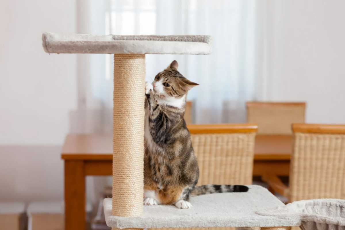 Il tuo gatto graffia mobili e divani e non sai più che come fare? Niente paura, fai questo e tutto andrà meglio gatto tiragraffi