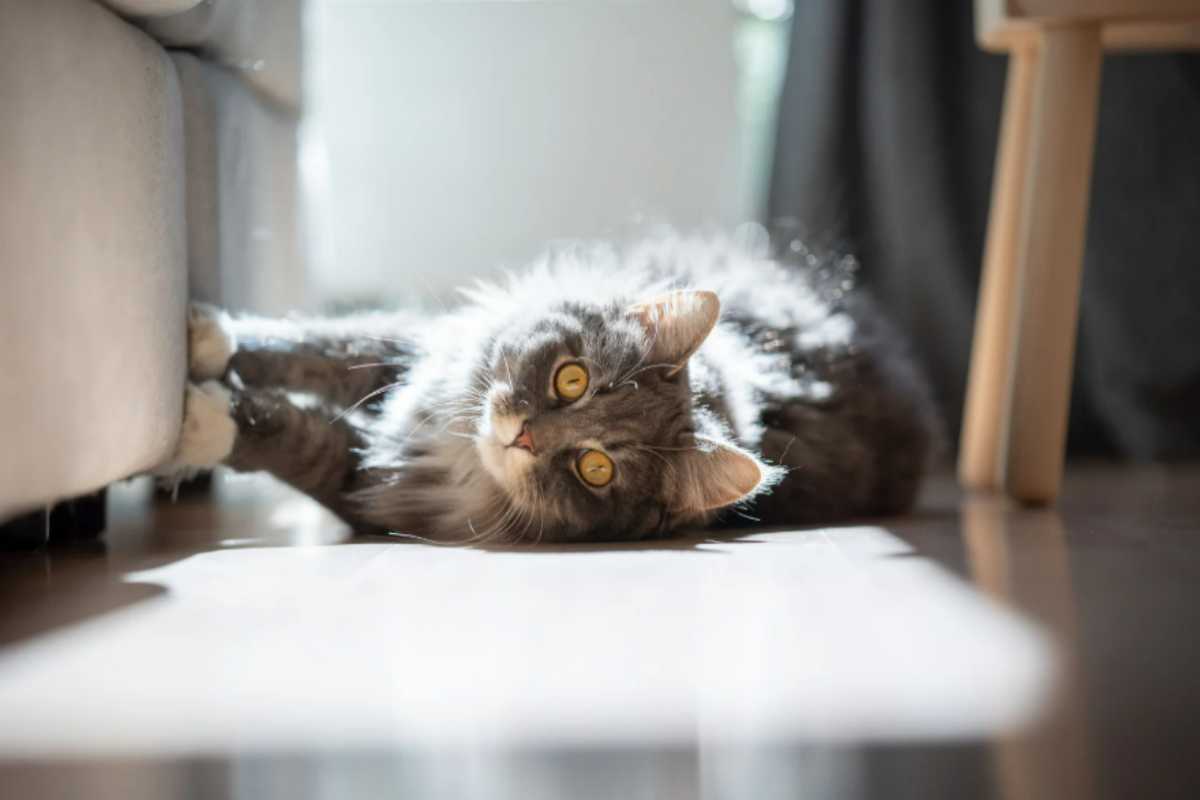 Il tuo gatto graffia mobili e divani e non sai più che come fare? Niente paura, fai questo e tutto andrà meglio gatto unghie casa