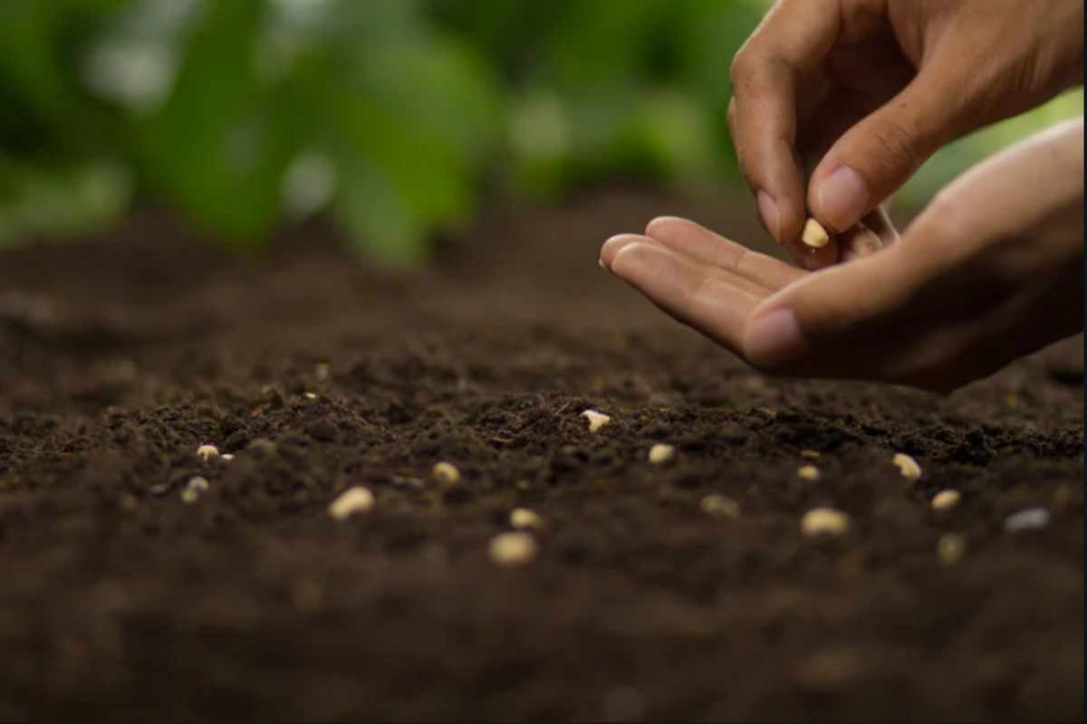 Febbraio, il mese per preparare il giardino alla primavera: 5 lavori che devi assolutamente fare semfnare orto