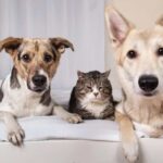 cani e gatti in casa