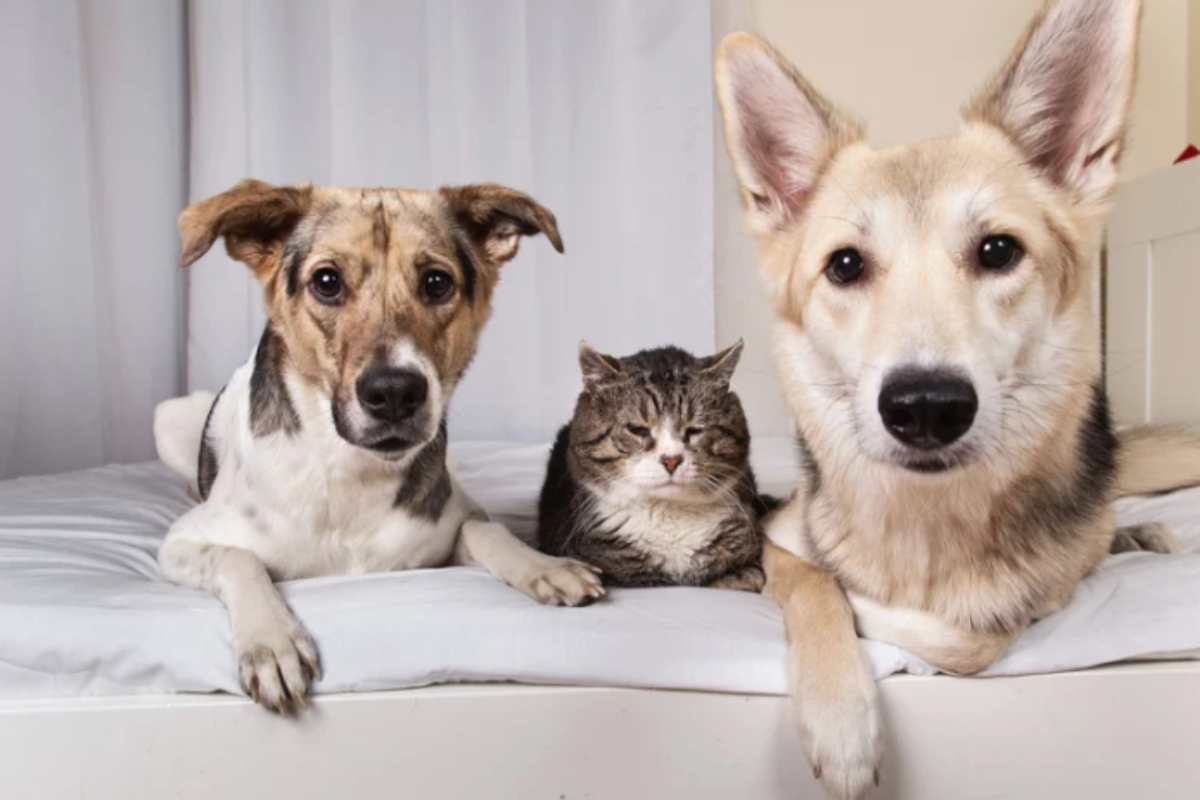 Cani e gatti, quanti ne puoi tenere in casa? I limiti da rispettare, ecco cosa dice la legge cani e gatti in casa
