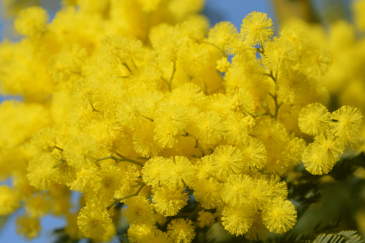 mimosa