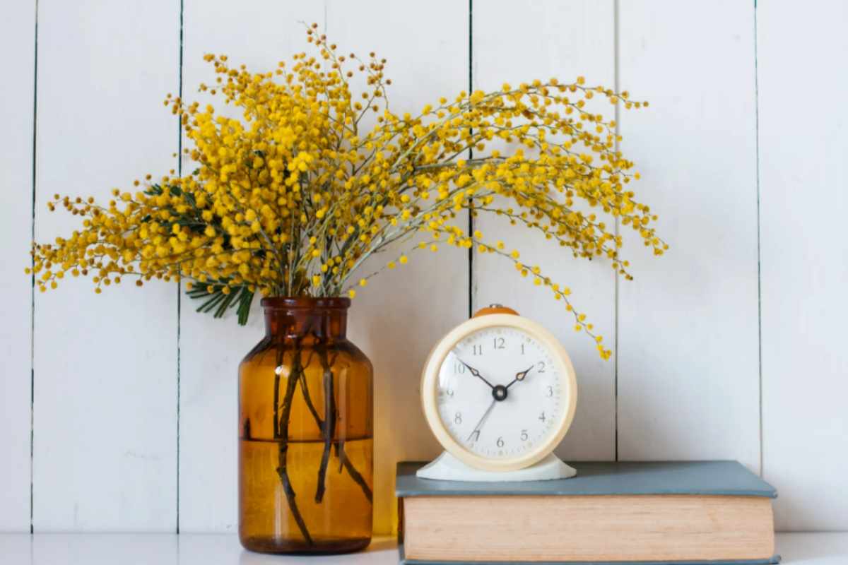 La mimosa piace a tanti, ma sai cosa fare per farla crescere e mantenerla al meglio? I consigli per non sbagliare mimosa vaso