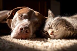 E' arrivata l'ora legale, anche gli animali soffrono: il trucco per abituare cani e gatti al cambiamento cani e gatti dormono