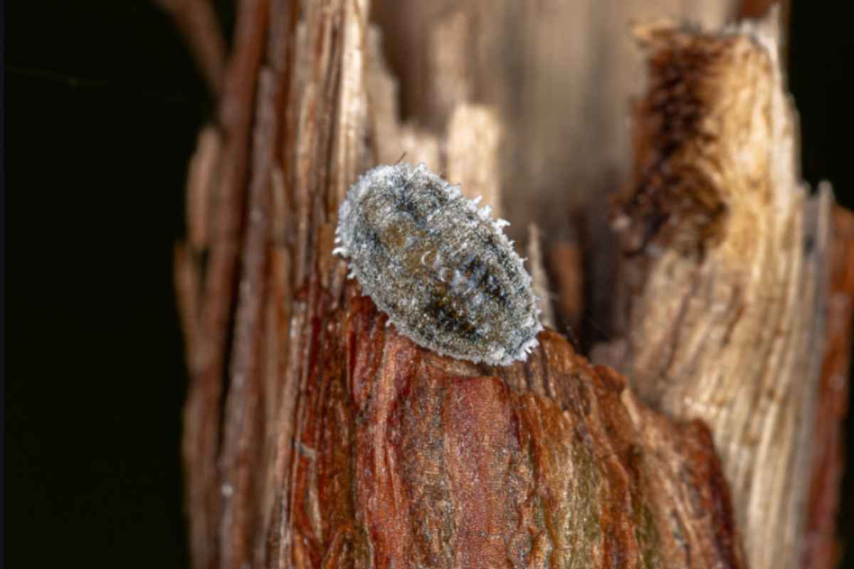 Cocciniglie sulle piante: come riconoscerle e i 5 rimedi naturali che funzionano davvero cocciniglie