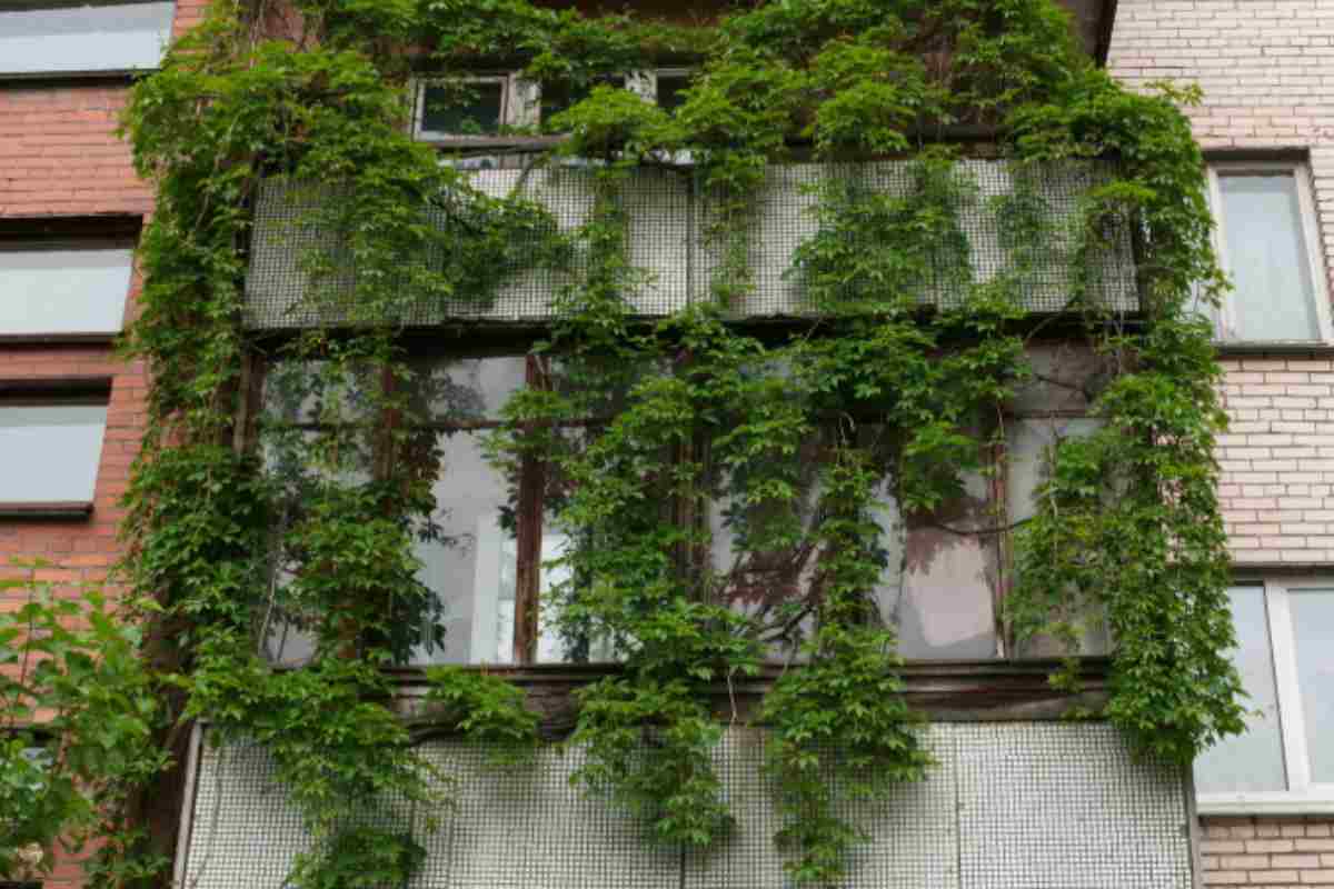 Addio geranio: ho messo questa pianta sul balcone e fiorisce 5 mesi senza zanzare edera su balcone