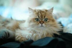 Hai un gatto? Attenzione a non lasciarlo troppo solo in casa, 3 consigli da seguire per non farlo soffrire gatto