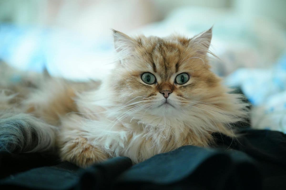 Hai un gatto? Attenzione a non lasciarlo troppo solo in casa, 3 consigli da seguire per non farlo soffrire gatto