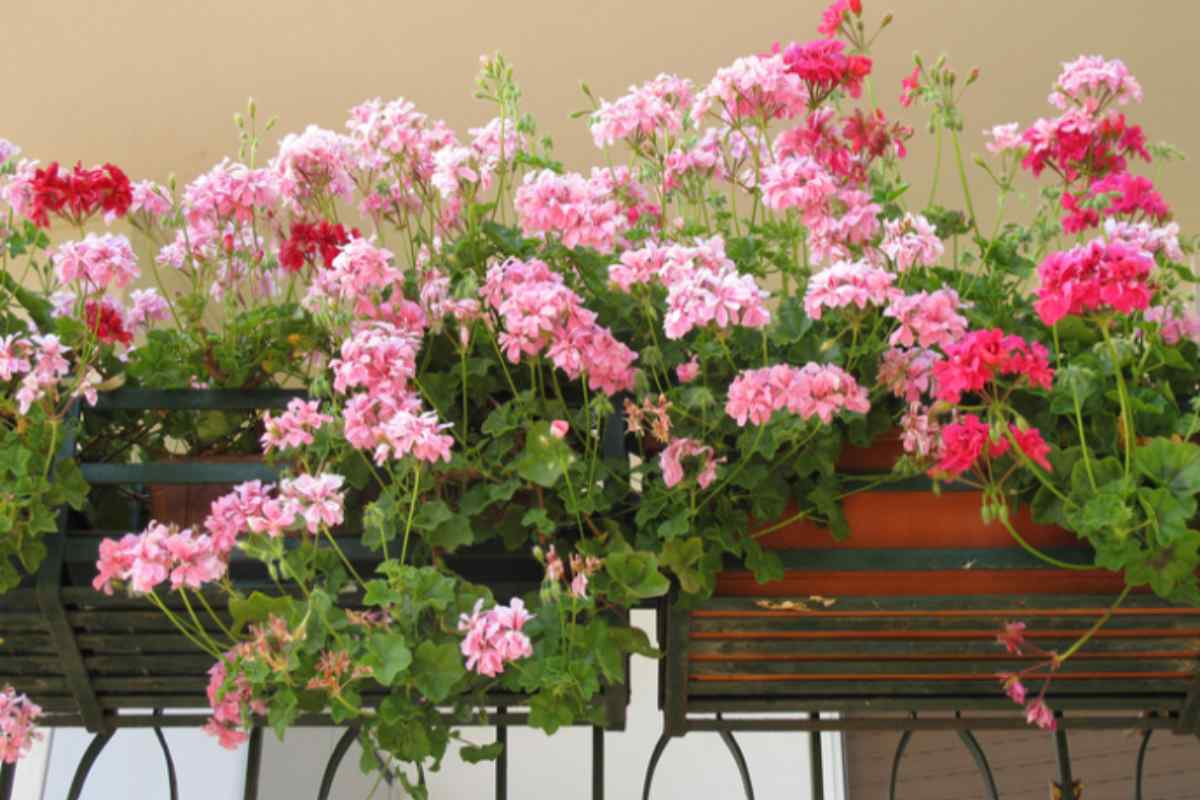 Non c'è primavera senza gerani: ami averli sul balcone ma non durano? Ecco il trucco che può aiutarti gerani balcone