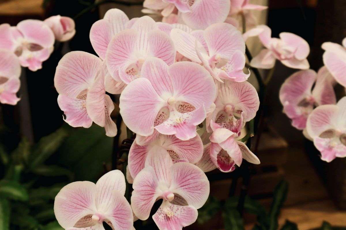 orchidee