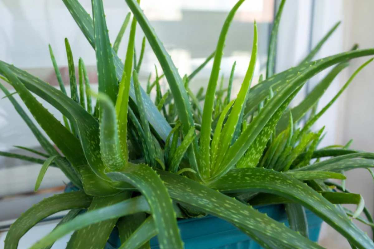 Le 4 piante che lavorano mentre dormi: purificano l'aria della camera anche al buio aloe camera da letto