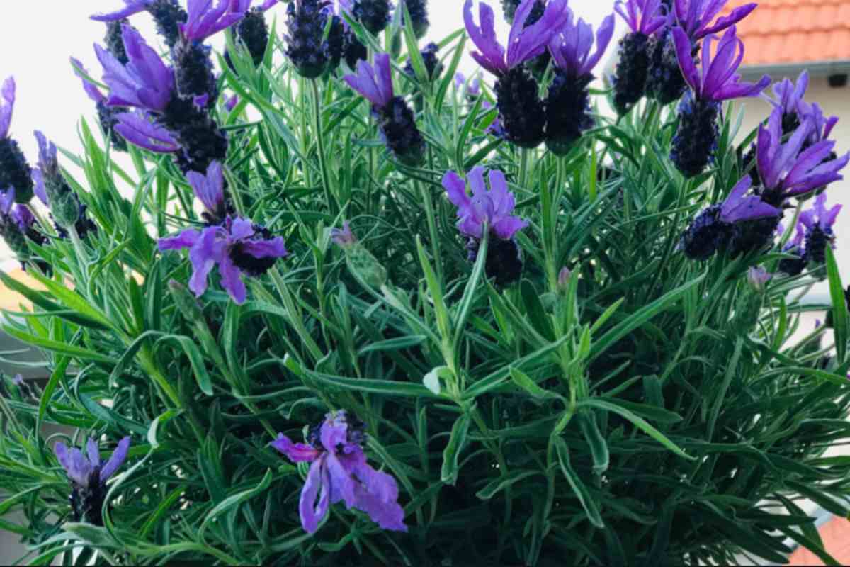 5 piante da mettere in terrazza per tenere lontane le zanzare tutta l'estate balcone lavanda 21 5 2026 casadistile.it