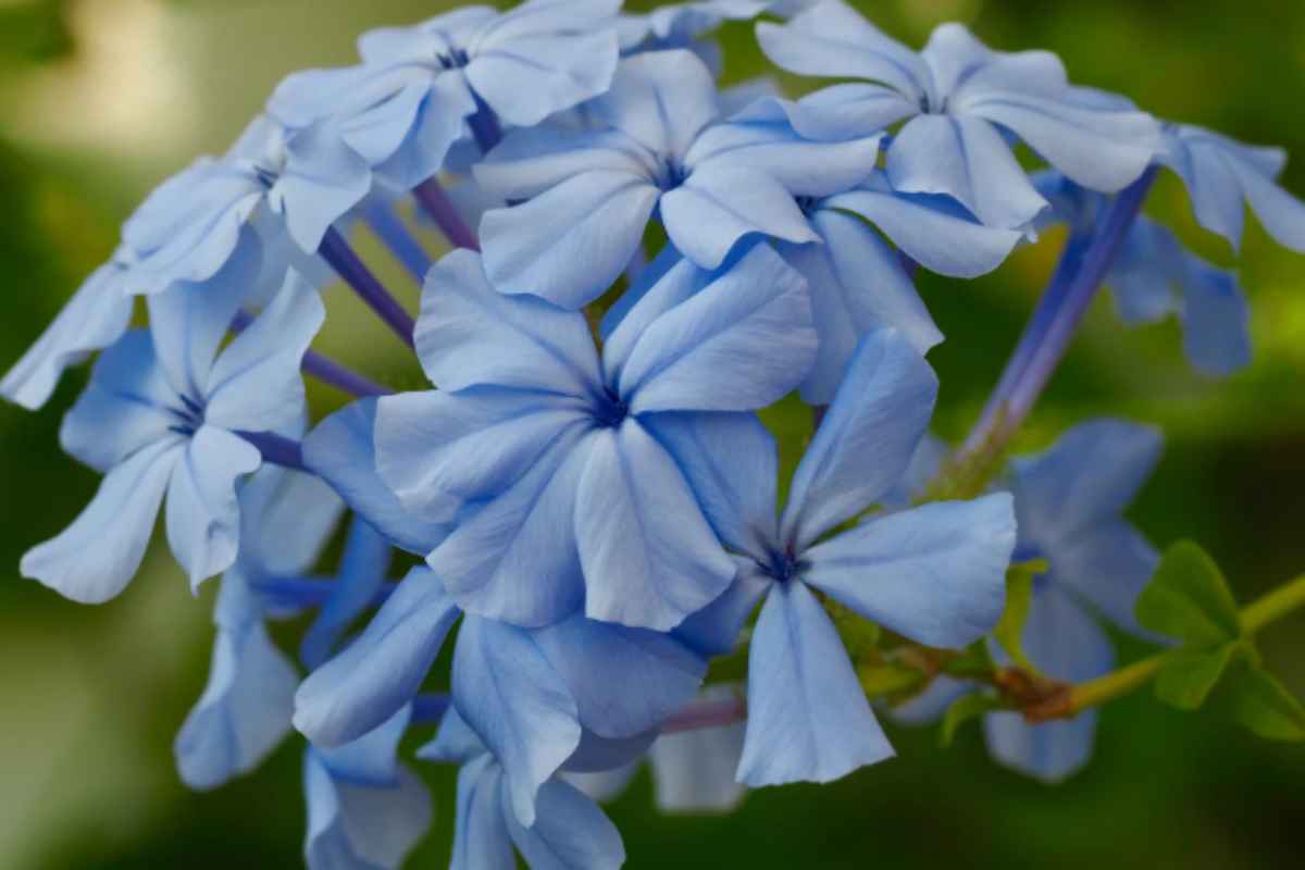 Né geranio né bouganville: 6 piante alternative per una terrazza fiorita e originale plumbago balcone