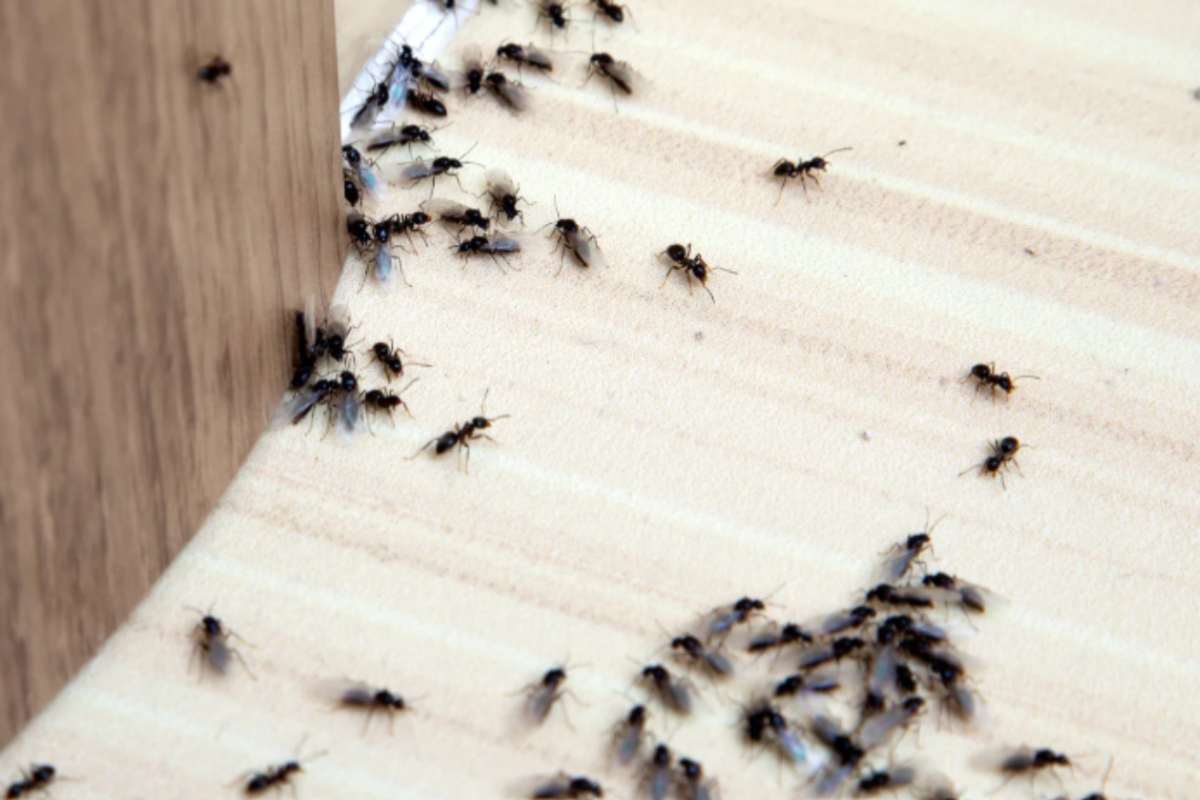 Formiche in casa: 5 rimedi naturali che le tengono lontano (senza pesticidi) formiche in casa
