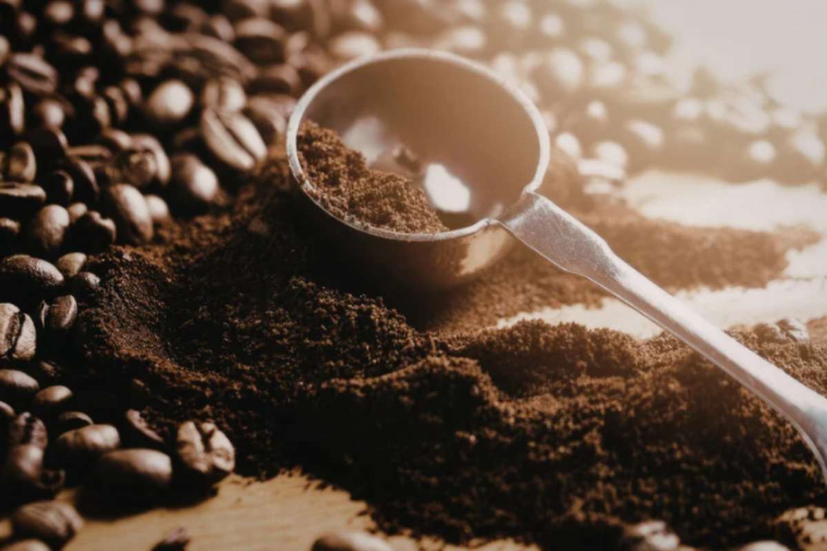 Fondi di caffè ai piedi delle piante: il concime gratuito che fioristi e vivaisti usano da decenni fondi caffè