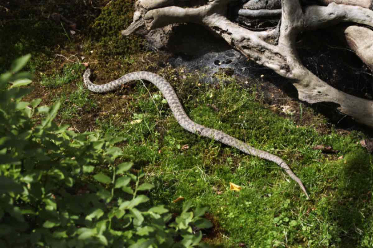 Vipere in giardino dopo la pioggia: le 2 zone dove si rifugiano giardino vipera