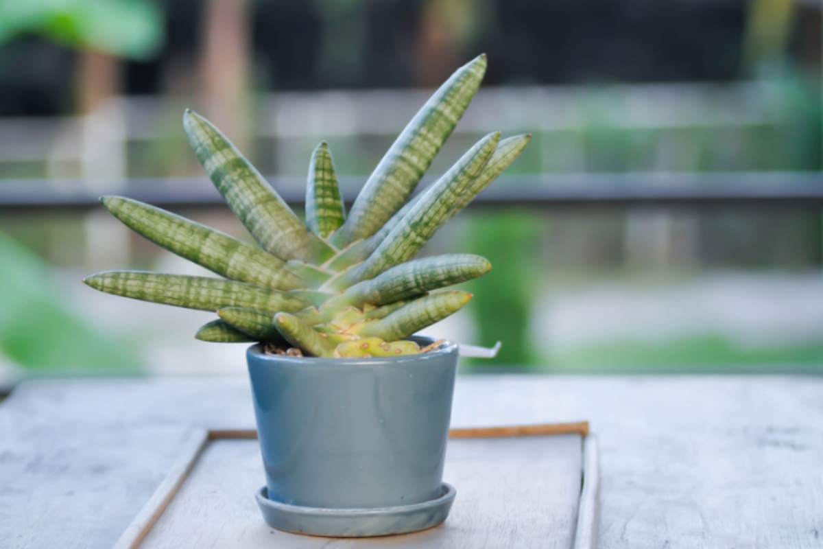 Sansevieria (lingua di suocera): i 4 errori che la rovinano e il trucco per moltiplicarla gratis sansevieria
