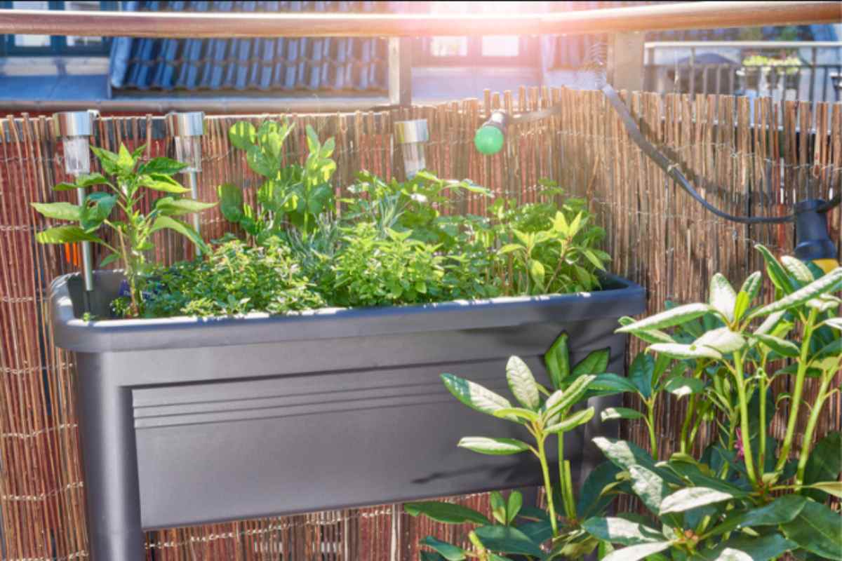 Con il caldo di giugno 2026 queste piante da balcone muoiono in 48 ore: il trucco dei vivaisti per salvarle piante balcone sole