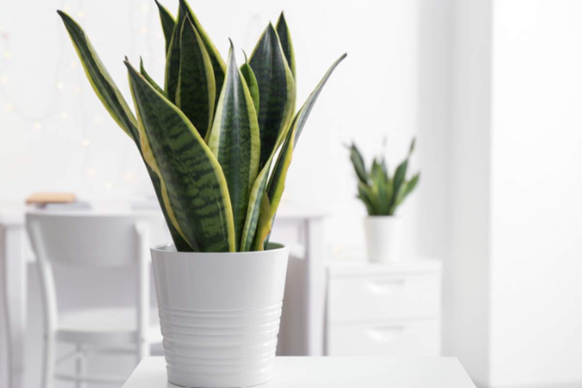 Sansevieria (lingua di suocera): i 4 errori che la rovinano e il trucco per moltiplicarla gratis sansevieria