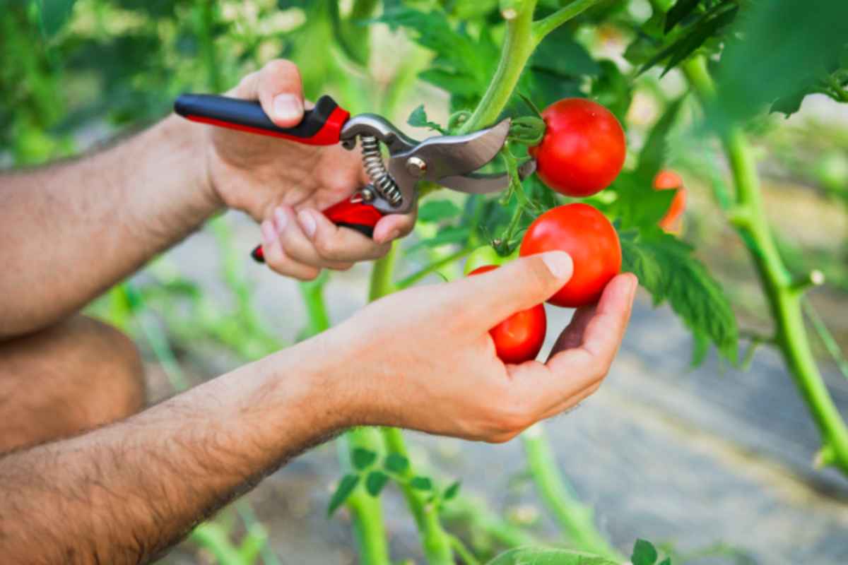 Tagliare i primi fiori dei pomodori a maggio: la scelta che divide i giardinieri tagliare piante pomodori