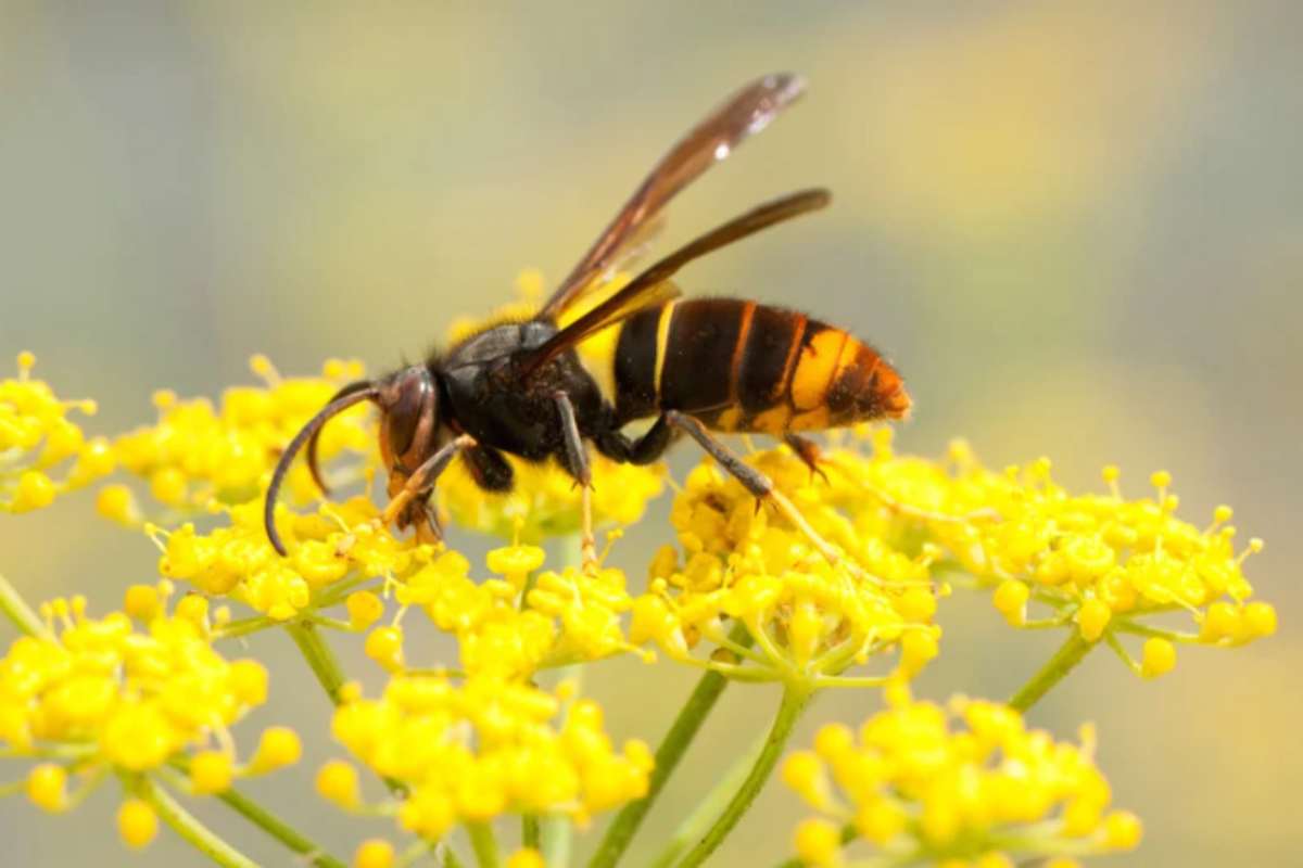 La pianta che tiene lontano i calabroni asiatici dal giardino: il rimedio naturale dei vivaisti vespa velutina