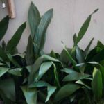 aspidistra casa