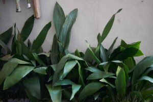 aspidistra casa