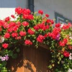 balcone fiorito