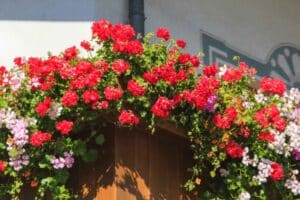 balcone fiorito