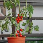 balcone pianta pomodori