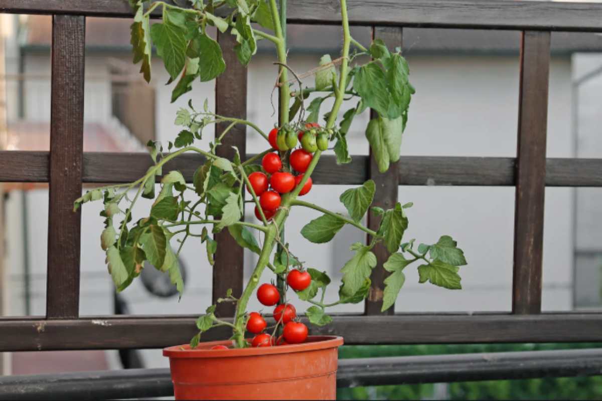 balcone pianta pomodori