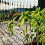 basilico balcone