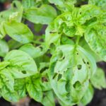 basilico foglie bucate