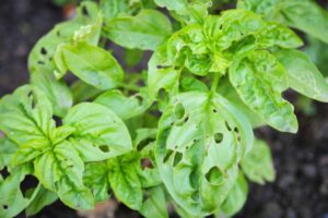 Il basilico sul balcone ha le foglie tutte bucherellate da giugno: non sono lumache, è questo parassita invisibile che arriva col caldo basilico foglie bucate