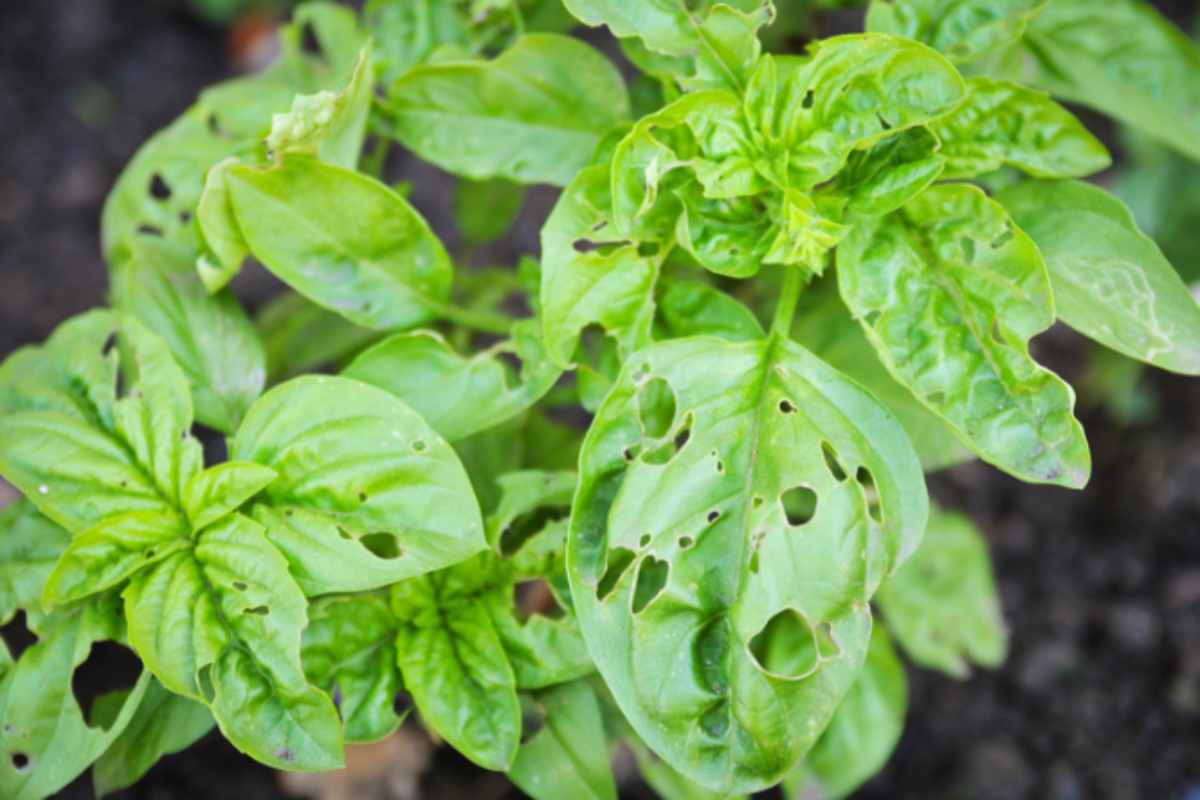 basilico foglie bucate