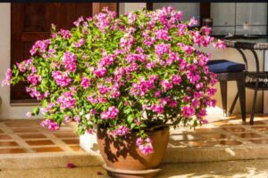 Bouganville in vaso: la tecnica dei paesaggisti per fioritura esplosiva a luglio (e cosa fare se hai perso maggio) bouganville vaso
