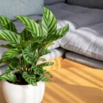 calathea