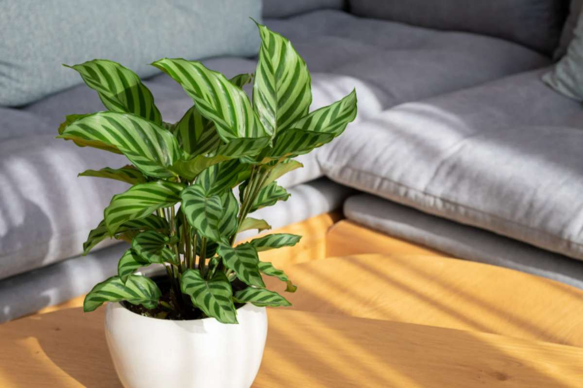 calathea