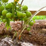 campo irrigazione pomodori
