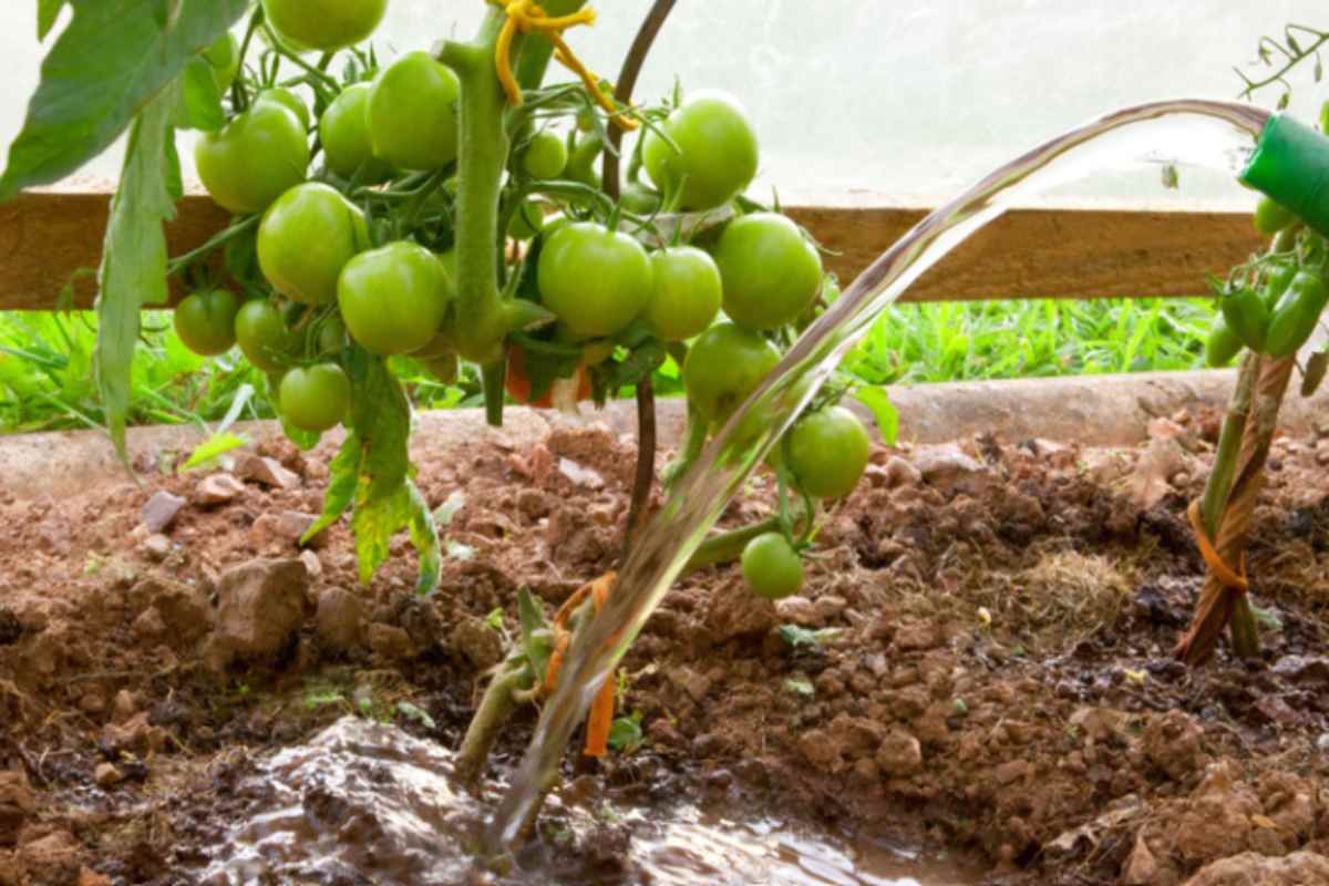 I pomodori dell'orto si spaccano tutti sotto prima di maturare? L'ora dell'annaffiatura sbagliata che fa questo danno ogni anno campo irrigazione pomodori