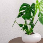 casa monstera 17 6 2026 casadistile.it