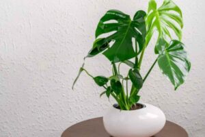 Monstera con foglie gialle? Il 90% pensa sia troppa acqua. Il problema vero è un altro e si vede guardando il vaso dal basso casa monstera 17 6 2026 casadistile.it