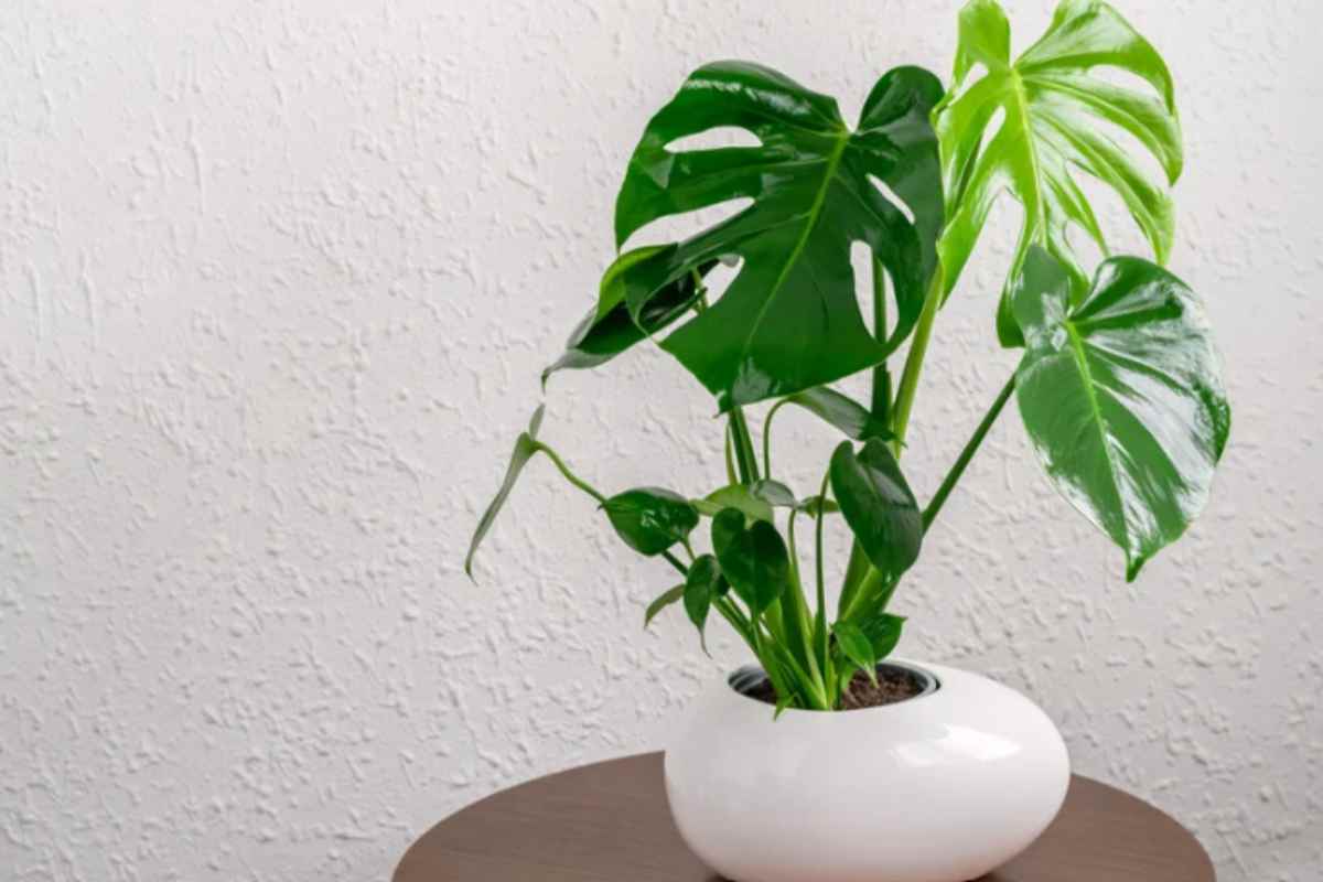 Monstera con foglie gialle? Il 90% pensa sia troppa acqua. Il problema vero è un altro e si vede guardando il vaso dal basso casa monstera 17 6 2026 casadistile.it