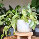 casa pothos