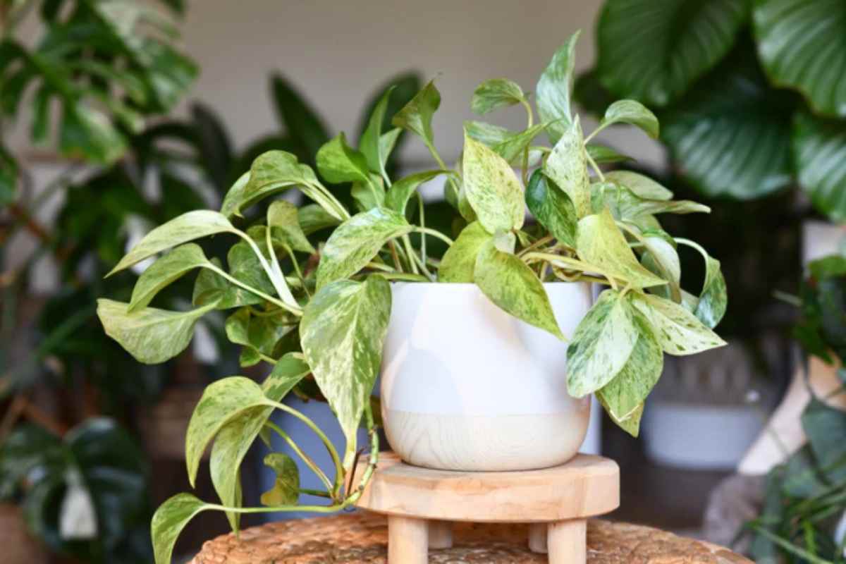 Hai comprato un Pothos o un Filodendro? Il dettaglio della foglia che il 70% dei vivai sbaglia casa pothos