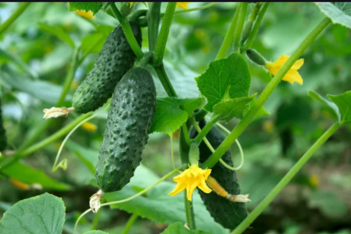 Cetrioli che ingialliscono a giugno nell'orto: non è il sole, è l'acqua che dai — l'errore che tutti fanno cetrioli