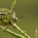 cimice verde