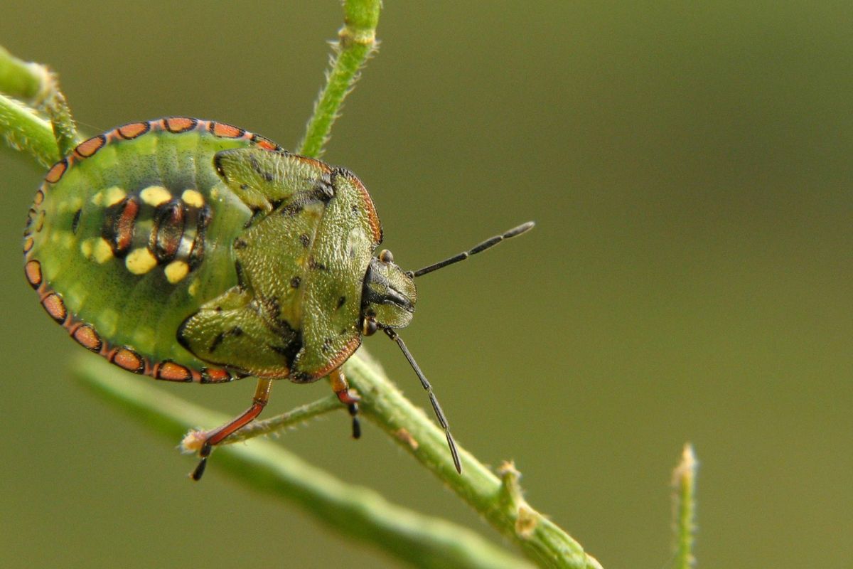 Le cimici verdi invadono casa in estate da un punto che nessuno controlla mai. Si trova vicino alle finestre cimice verde